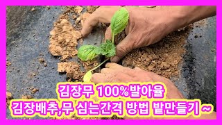 이렇게 심으면 김장무 100%발아 김장배추,김장 무 심는시기,방법,간격 전원일기 주말농장 텃밭