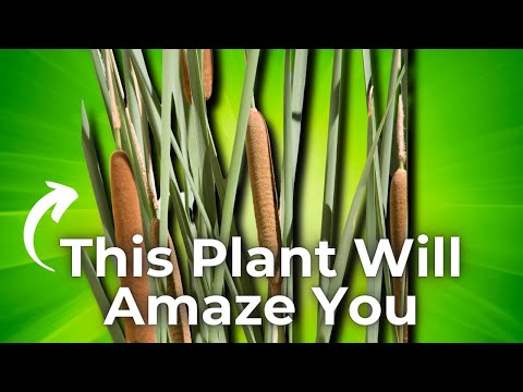 🌾  Cattail: Why this is the MOST VERSITILE plant in the swamp!