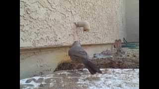 Desert Watering Hole.