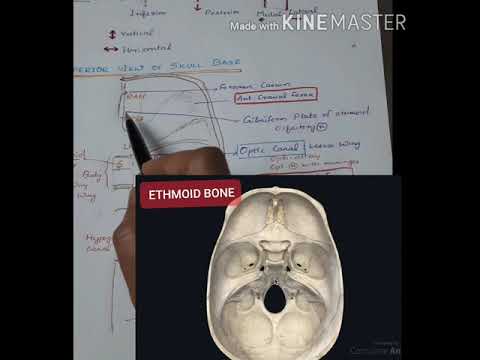 ANATOMY  of HEAD & NECK (Med class- 1 )Superior view of skull base /3D animated images