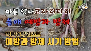 마늘 양파 살충제 고자리파 응애 예방 및 방제 농약