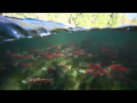 John Eastcott And Yva Momatiuk