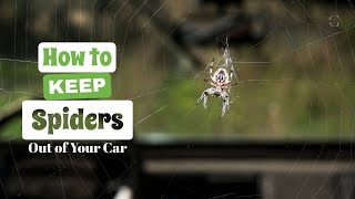 3 Ways to Keep Spiders Out of Your Car | The Guardians Choice