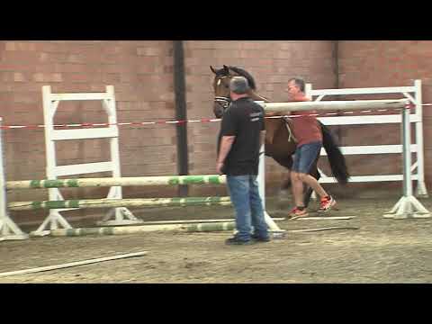 30. Mecklenburger Körtage 2020 - Kat.Nr. 74 Junghengst v. Don VHP Z - Comme il faut NRW