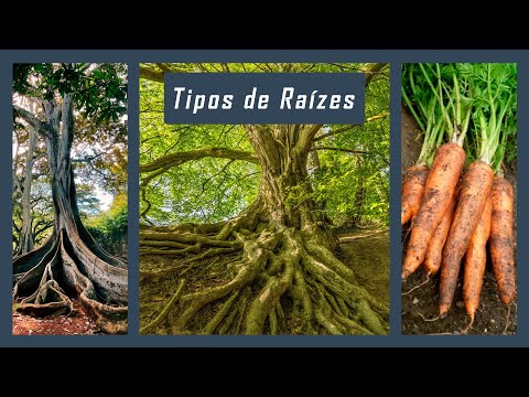 Tipos de Raízes - Aula Completa