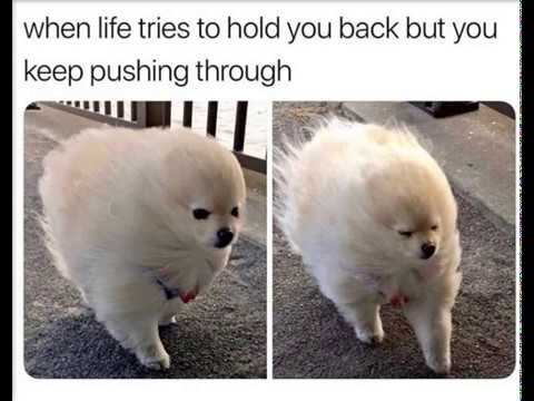 60 New Hot Funniest Dog Memes to Welcome 2020