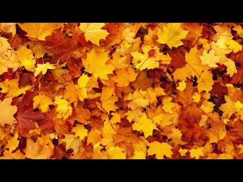 OFFONOFF - Gold (ft. DEAN)