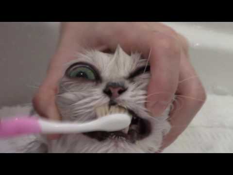 How to Brush the Teeth - Silver Persian