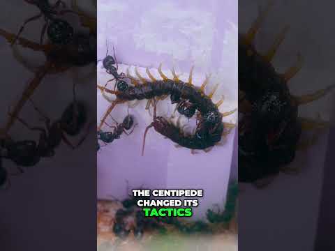 Centipede vs  Ants  Epic Battle in an Ant Farm!