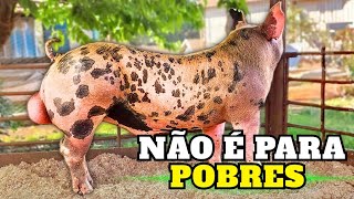 AINDA VALE a PENA criar PORCOS hoje? A verdade que ninguém fala