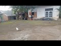 VIRAL STORY OF HUD HUD BIRD AND PROPHET SULAIMAN AS HIBURAN DAN DAKWAH