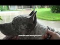 PitBull Sharky the Dog almost gets hit by Lightning ...