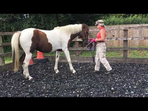 Straightness training with Heidi 8/19 Haunches in
