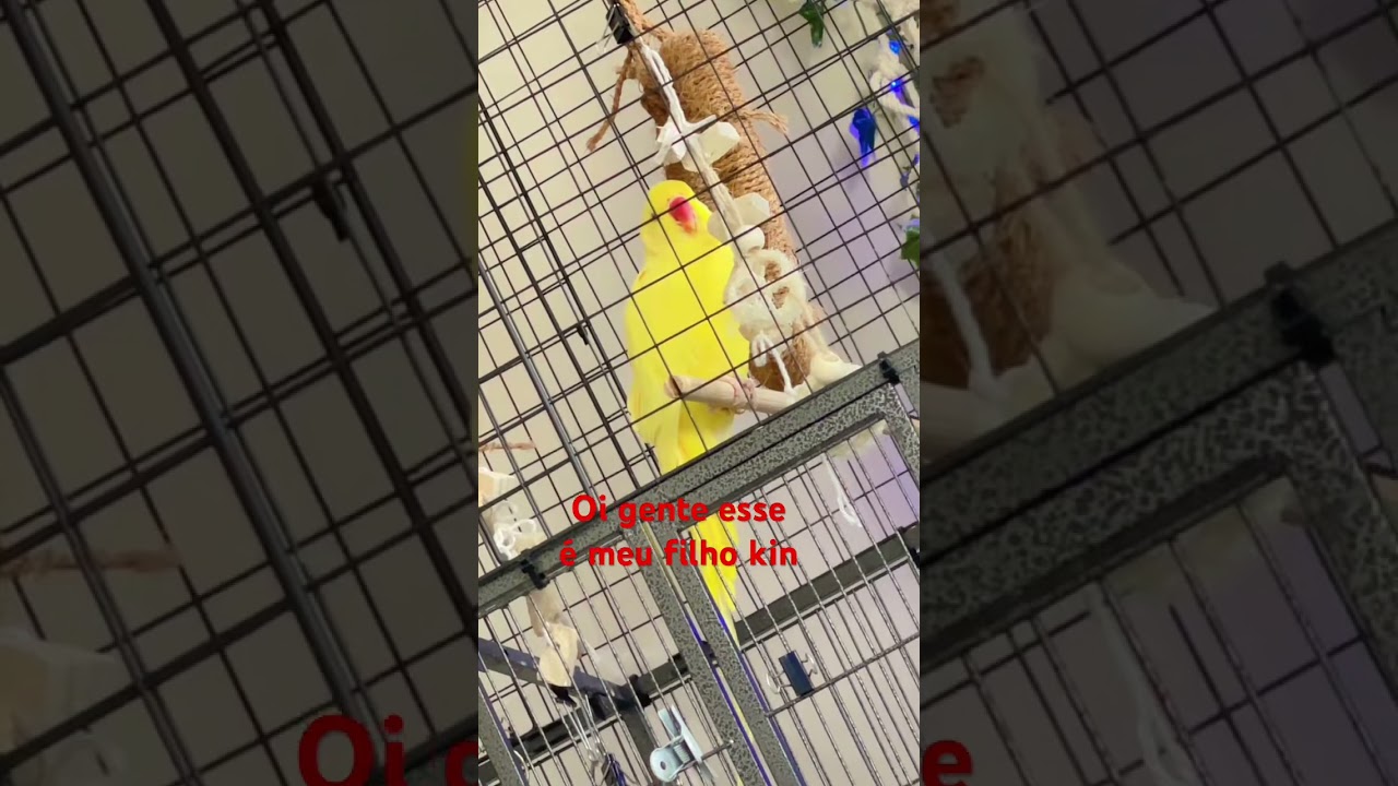 Estou aprendendo falar