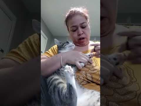 Cat Hisses At Woman While She Cuts Their Nails - 1167633