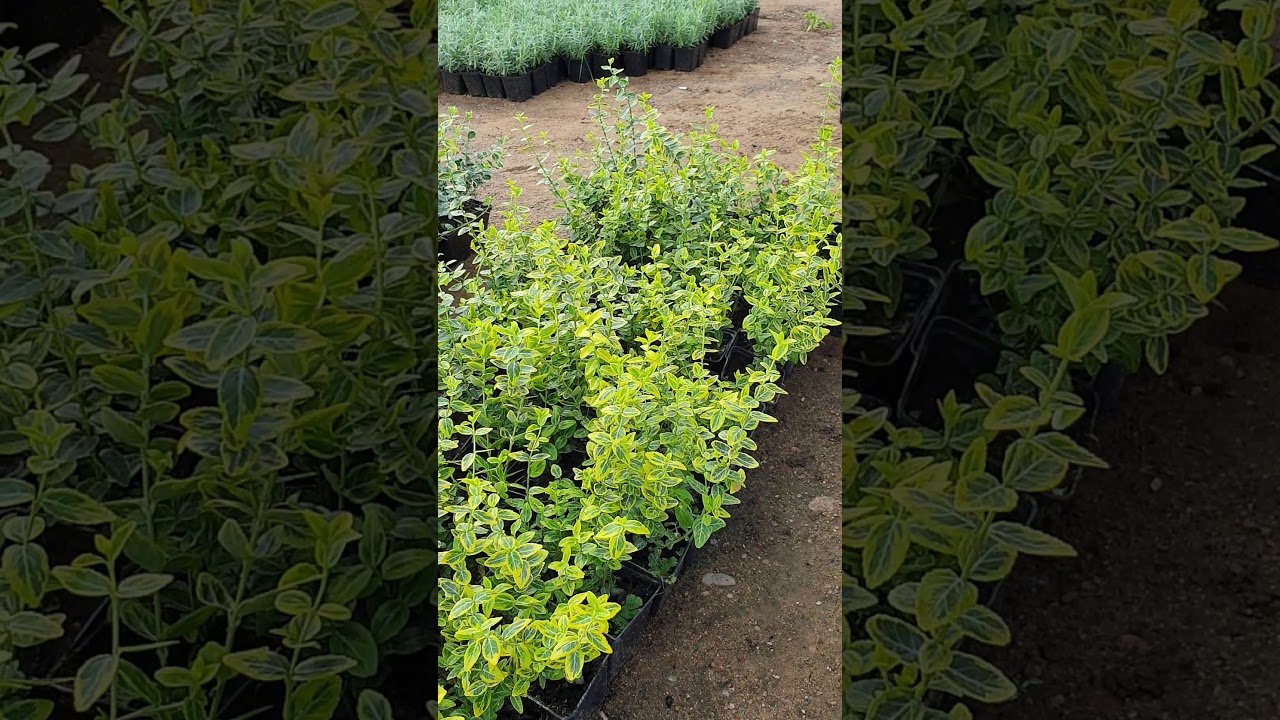 Саженцы Бересклет Форчуна