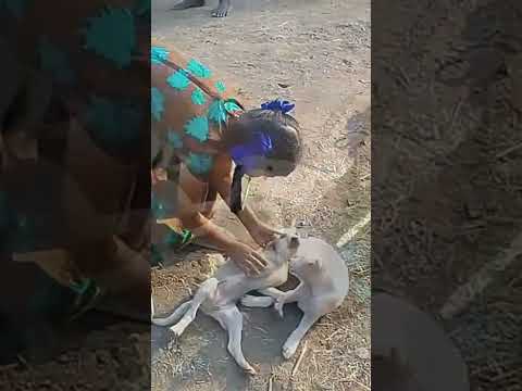 Street Baby Dogs | Jubin Nautiyal | Tulsi Kumar