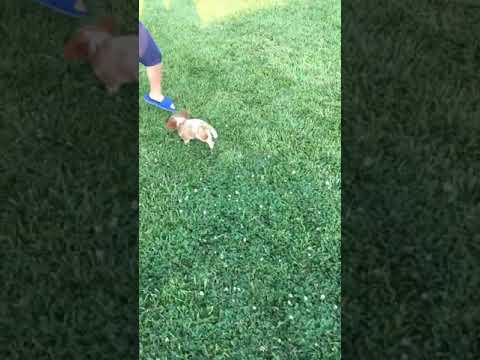 Sweet Rover cavalier King Charles
