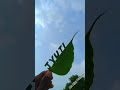 Leaf On Drowing Name Artist Ajay Parmar Jyuti Nameshorts