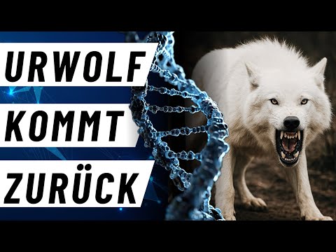 Urwolf ist zurück ! | Unlimited Jetstream