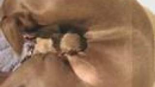 Once upon a time, Bahia, Abi & Basilio