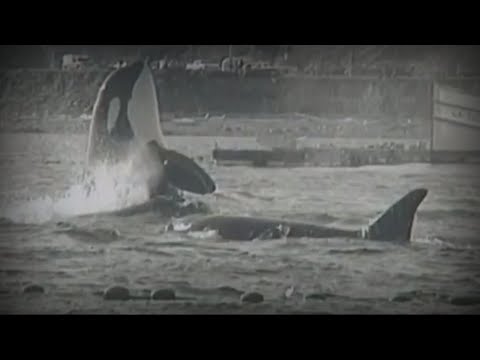 Orca Corky – Ein Leben in Gefangenschaft SeaWorld