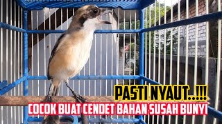 Download lagu Suara Pancingan Cendet Bahan Sangat Efektif Sekali Buat Cendet Belajar Bunyi Agar Cepat nyaut mp3