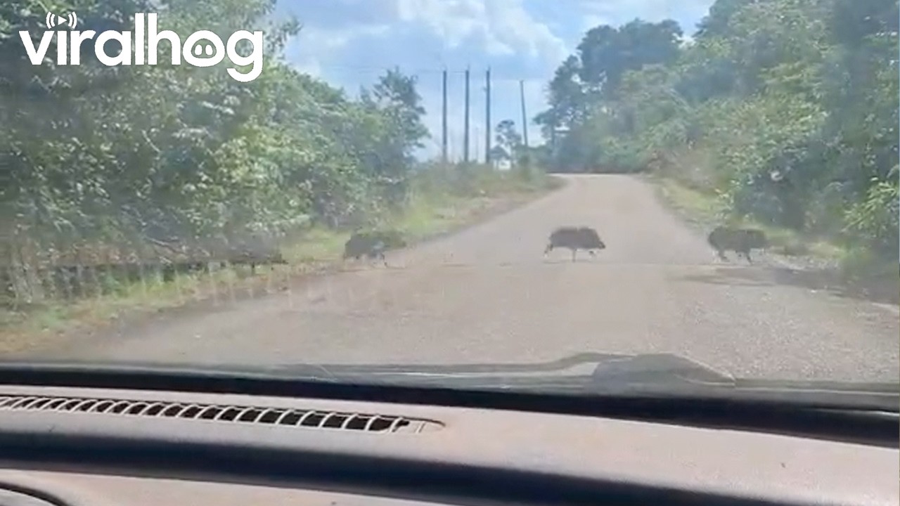 30-50 Feral Hogs Crossing the Road || ViralHog