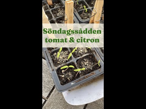 Odla tomater - så här gör jag. Söndagssådden Tomater och Lemon Snacks - Trädgårdshacks med GardenR