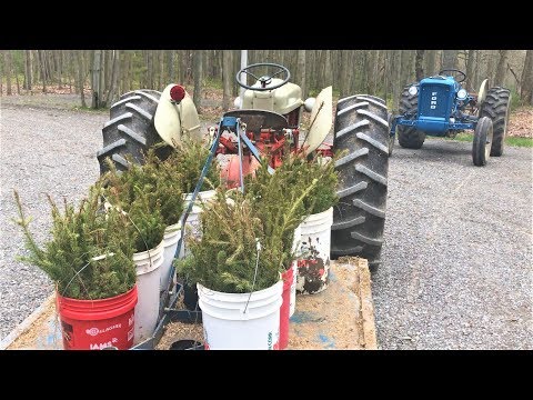 download lagu mp3 mp4 Frasier Fir Saplings, download lagu Frasier Fir Saplings gratis, unduh video klip Frasier Fir Saplings