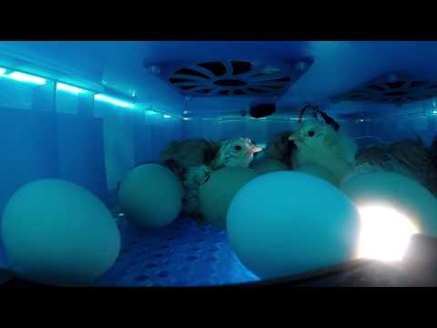 Камера в инкубаторе / Как вылупляются цыплята