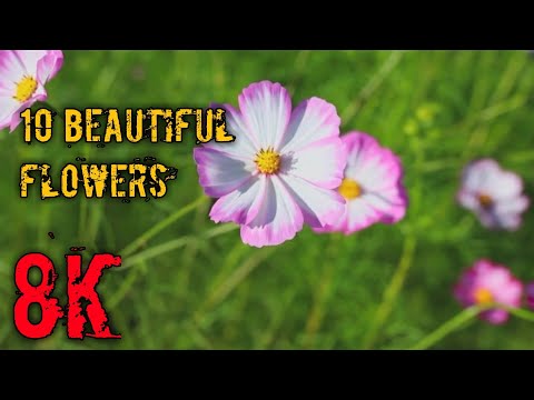 Top 10 Most Beautiful Flowers in the wolrd | top 10 most beautiful flowers in the world | flower