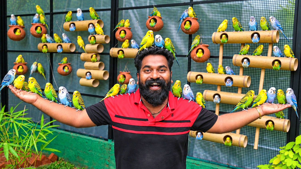 Ep 8 Building A Giant Bird House | കിളിക്കൂട്ടിൽ കിളികളെ പറത്തിവിട്ടപ്പ?