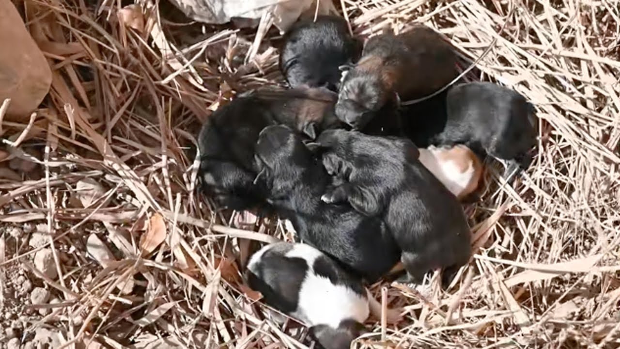 Lying on a pile of hay, 8 hungry newborn puppies trembled and cried loudly calling for their mother