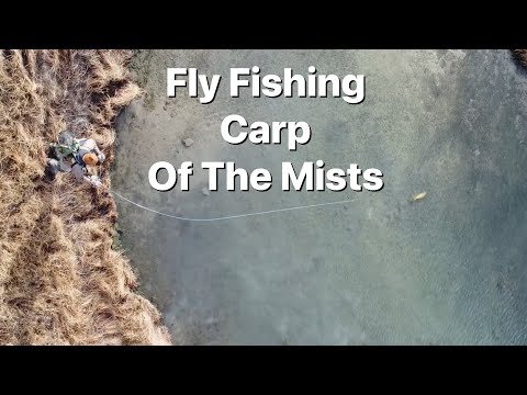 Karpe på flue i det klare vand