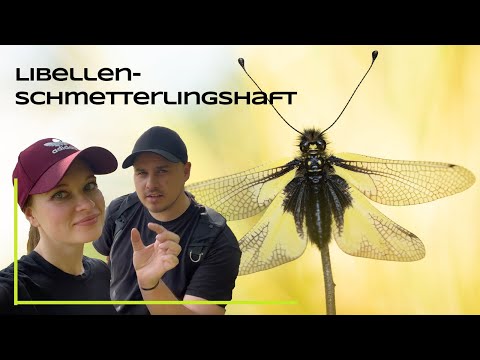 Orchids and rare insects - On a photo tour