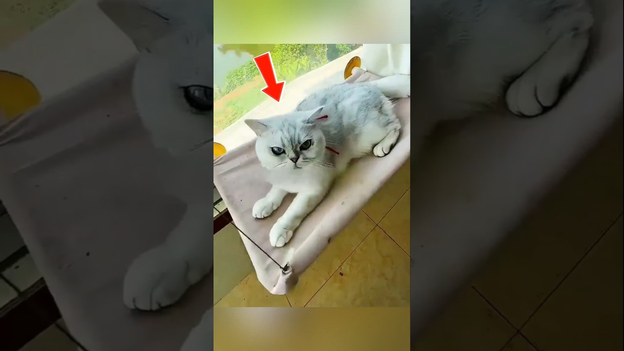 The Funniest Cat Tricks to Get You Treats 1 The Funniest Cat Tricks to Get You Treats