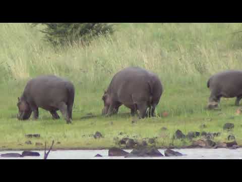 Hippopotamus family out of the water at Makorwane Dam