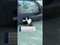 Cat rescued in Dubai flooding