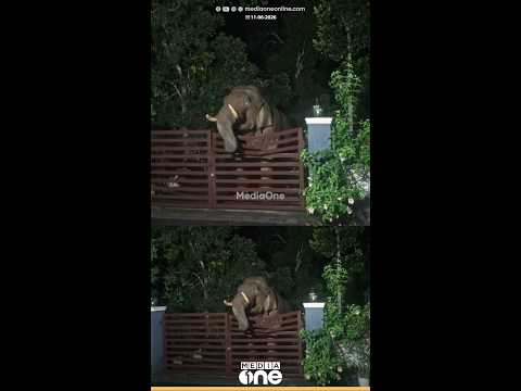 'ഇവിടെ ആരെങ്കിലുമുണ്ടോ... ?' നീലഗിരിയിൽ വീടിന്റെ ഗേറ്റ് ചവിട്ടി തകർത്ത് അകത്ത് കടന്ന് കാട്ടാന