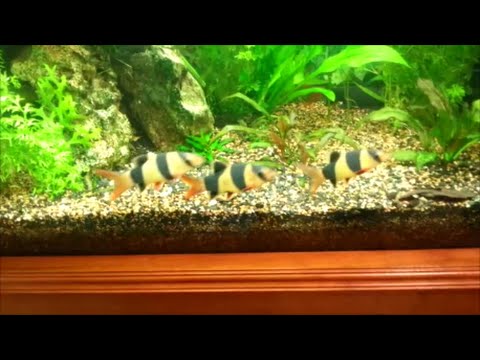 Clown Loaches - Great Tropical Aquarium Fish