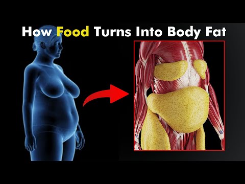 The Journey of Food: From Digestion to Fat Storage