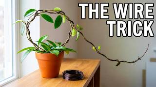 The Hoya training hack I never thought of for trellising vines