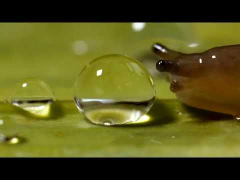 Slug surprised bubble poped 😲😲#youtube #viral#natureviralvideos