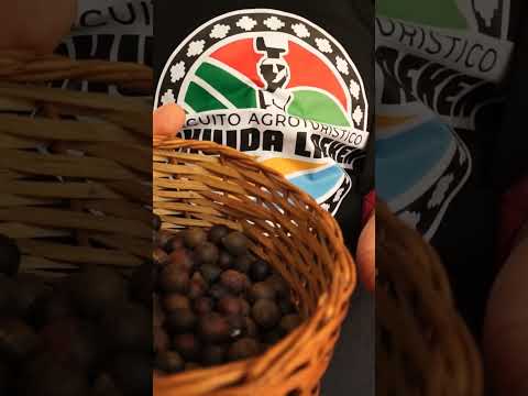 #mapuche #turismorural #gastronomia #productosagricolas #tirua #biobio #chile