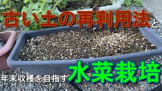 【家庭菜園節約術】今すぐできる！使い終わったプランター土の再利用方法＆水菜の美味しい種まき方法【年末収穫狙い】