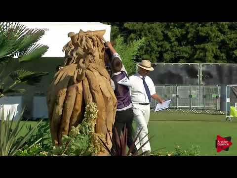 N.47 VVIVACIOUS - Chantilly 2018 AHO Breeders' Championship - 4-7 Years Old Mares (Class 4)
