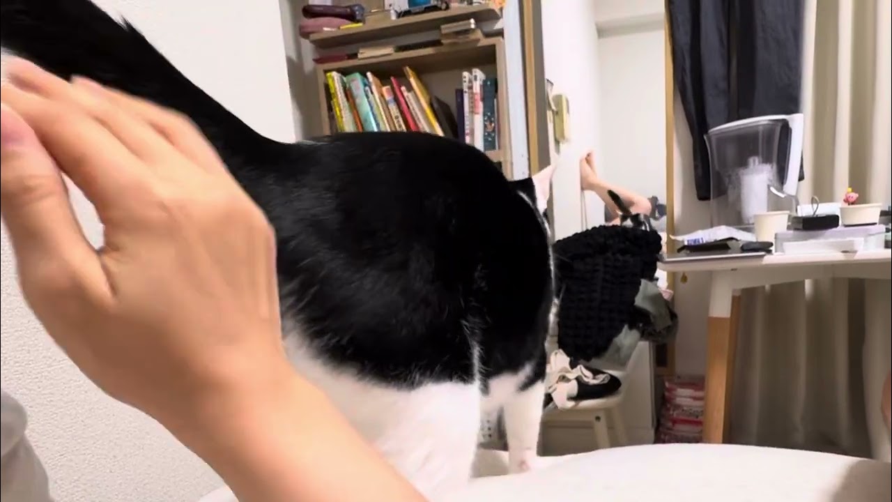 ケツを叩かれて喜ぶ猫