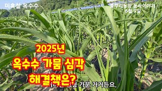 옥수수 가뭄 심각 물호스를 이용해 물대주기