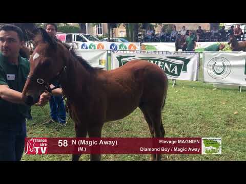 Sprinter Sacré Show 2018 : Lot 58 - N (Magic Away)